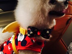 -百好乐宠物友好餐厅(朝外大街店)