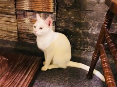 -猫色咖啡·猫咖