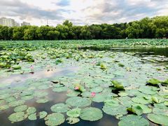 -长春市南湖公园