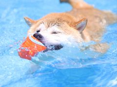 -汪说喵讲宠物乐园宠物酒店(红星美凯龙店)