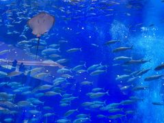 -成都浩海立方海洋公园