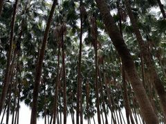 -红花山公园