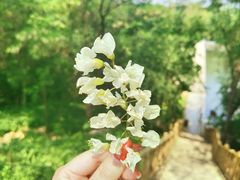 -金龙寺国家森林公园
