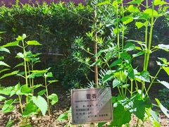 -广州神农草堂中医药博物馆