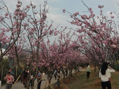 -天适樱花悠乐园