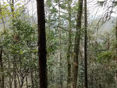 -燕子河大峡谷天坑仙境