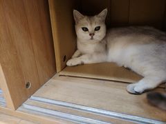 -是阿柴呀！柴犬咖啡·爱喵喵猫咖