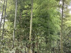-东山风景区(洞庭东山)