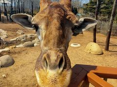 -大连森林动物园