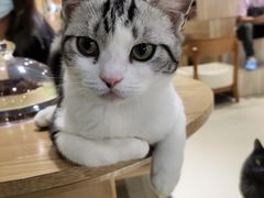 -藏猫猫咖啡主题馆(中央大道店)