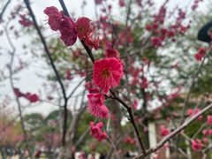 -橘子洲景区