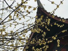 -峨眉山报国寺