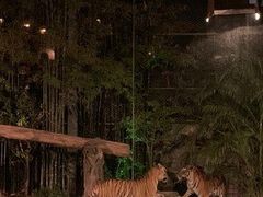 -清迈夜间动物园