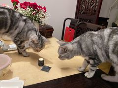 -纳吉亚猫专科动物医院·北北分院