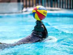 -灵玲国际马戏城