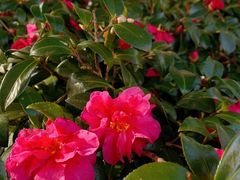 -白塘生态植物园