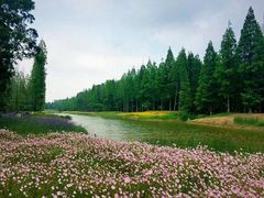 -黄海国家森林公园