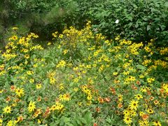 -永定河休闲森林公园