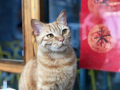 -喵屿·大理花园猫咖