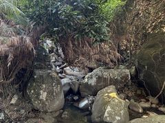 -霸王岭国家森林公园