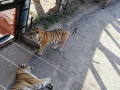 -大连森林动物园