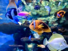 -上海海洋水族馆