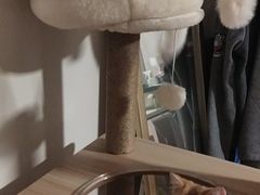 -山宅一喵德文卷毛猫舍