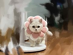 -灵美宠物诊所
