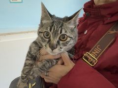 -瑞派福兴宠物医院犬猫全科·骨科·中西医结合(河东店)