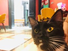 -猫色咖啡·猫咖