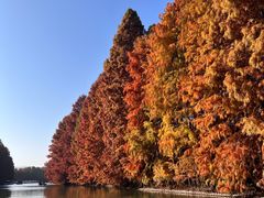 -上海海湾国家森林公园