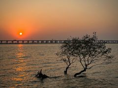 -宝安西湾红树林湿地公园