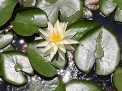 -西京湾花海
