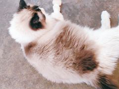 -喵屿·大理花园猫咖