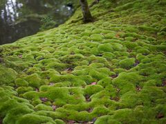 -西芳寺(苔寺)