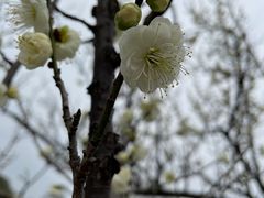 -无锡梅园公园