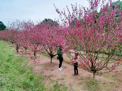 -南国桃园旅游度假区