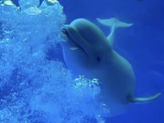 -海合安成都极地海洋公园