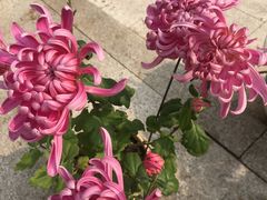 -七的湖·晚芳亭·阳澄湖农家菜·大闸蟹(莲花岛店)