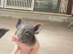 -浣熊柯尔鸭土拨鼠·电玩咖