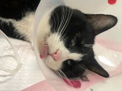 -北京观赏动物医院·24小时大型综合·猫专科·异宠专科
