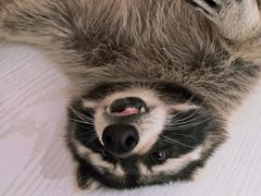 -浣熊柯尔鸭土拨鼠·电玩咖