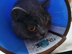 -谐和贝康宠物医院24小时·宠保定点(急重症转诊中心)