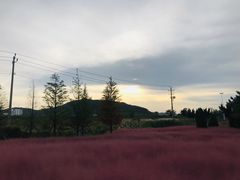 -羊亭河湿地公园