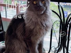 -十年猫舍·猫咪专门店(普陀店)
