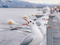 -海埂大坝