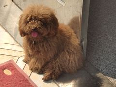 -芭比堂爱心动物医院(柯桥康爱分院)