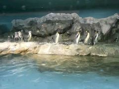 -新加坡飞禽公园