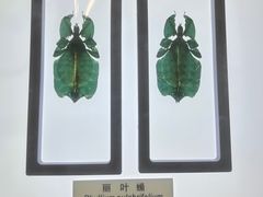 -上海昆虫博物馆