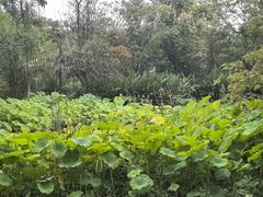 -花溪公园